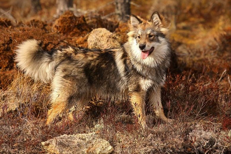 Kuvassa Helgaksen Lumon Bianca = NAlli 6.5kk kuva Outi Uusitalo