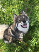 BÖRJE POIKA ETSII KOTIA